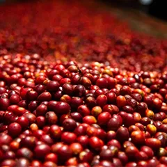 Despado Coffee Brazil 250 Gr - 3